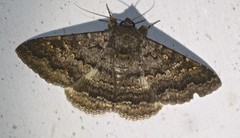 Eudesmeola lawsoni
