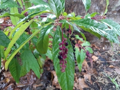Phytolacca americana