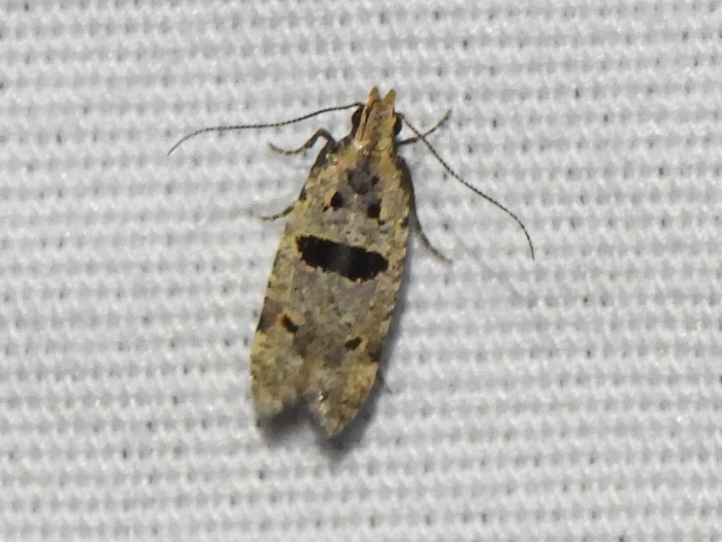 Deltophora glandiferella