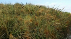 Spinifex longifolius