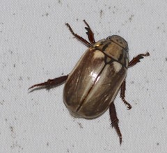 Anoplognathus abnormis