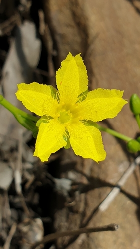 Ornduffia umbricola