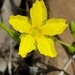 Ornduffia umbricola - Photo (c) Andrew Thornhill, some rights reserved (CC BY), uploaded by Andrew Thornhill