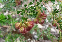 Dodonaea humilis
