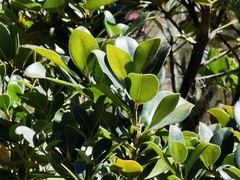 Sideroxylon borbonicum