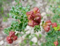 Dodonaea humilis