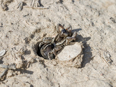 Alopecosa marikovskyi