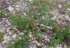 Dodonaea humilis
