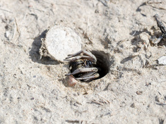 Alopecosa marikovskyi