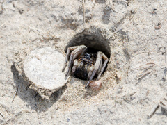 Alopecosa marikovskyi