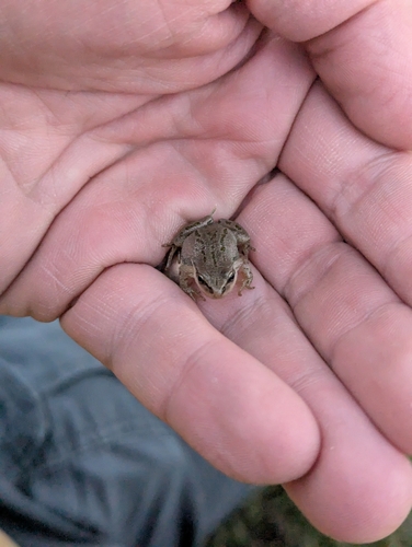 Boreal Chorus Frog photographed in Montana