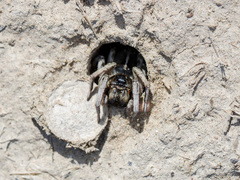 Alopecosa marikovskyi