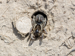 Alopecosa marikovskyi