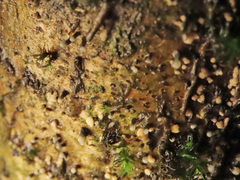 Cryptosporiopsis coryli