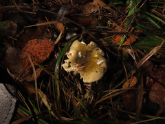 Russula postiana