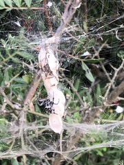 Cyrtophora citricola