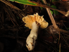 Russula postiana