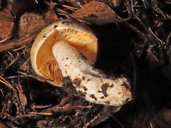 Russula postiana