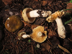 Russula postiana