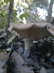 Fungi