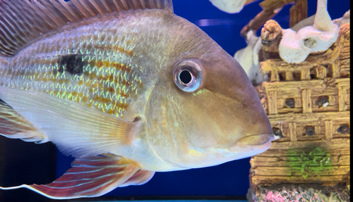 Redstriped eartheater (Geophagus surinamensis) — Cichlidae — 4