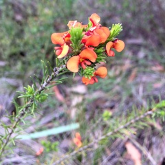Dillwynia hispida