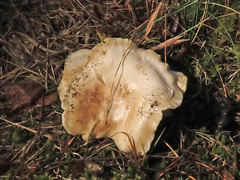 Clitocybe phyllophila