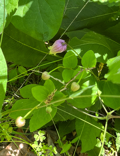 Vase-vine Leatherflower (Clematis viorna)