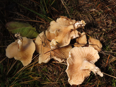 Clitocybe phyllophila