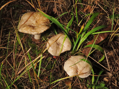 Hygrophorus piceae