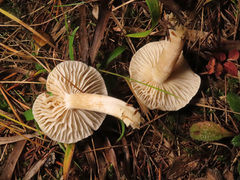 Hygrophorus piceae
