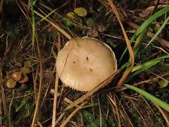 Hygrophorus piceae