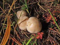 Hygrophorus piceae