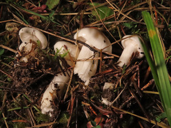 Hygrophorus piceae