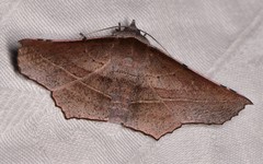 Oenochroma vetustaria