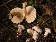 Hygrophorus piceae