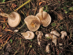 Hygrophorus piceae