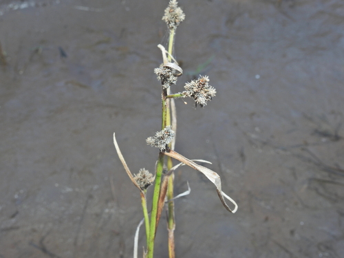 Fuirena ciliaris iNat (3)