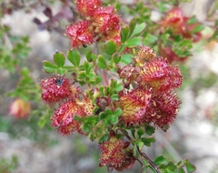 Dodonaea humilis