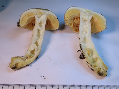 Russula postiana