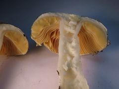 Russula postiana