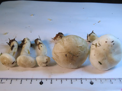 Hygrophorus piceae
