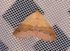 Ophyx ochroptera