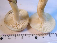 Hygrophorus piceae