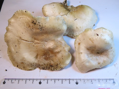Clitocybe phyllophila
