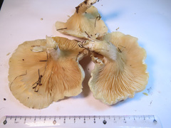 Clitocybe phyllophila