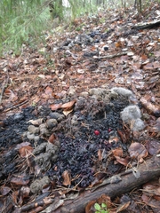 Nyctereutes procyonoides