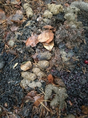 Nyctereutes procyonoides