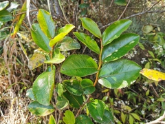 Aphloia theiformis