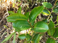 Aphloia theiformis